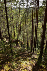 Pine forest on the slopes of Mount Vakutin stone.