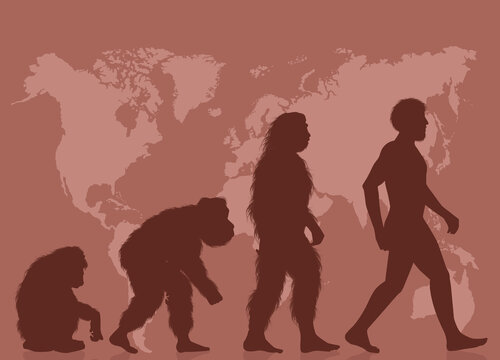 Illustration Of Evolution Human