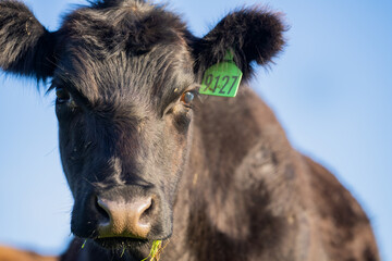 Angus Cow and Steer in Australia.