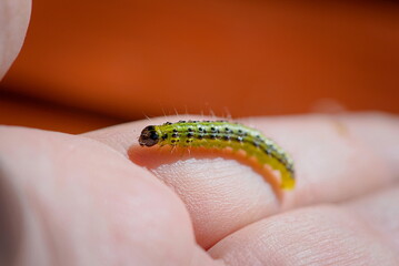 caterpillar of the box tree moth lying on the hand