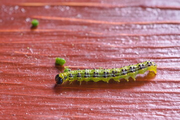 caterpillar of the box tree moth lying on the board 