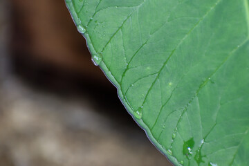 drop on leaf edge
