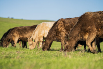 Steers and cows grazing on grass in Africa.
