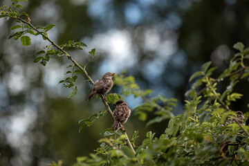 sparrow on a branch, nacka, sweden, stockholm
