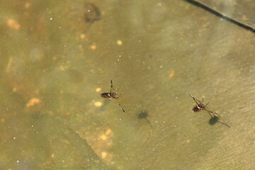 Water strider bug on murky film in shallow pool