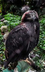 Young golden eagle on the stone. Latin name - Aquila chrysaetos