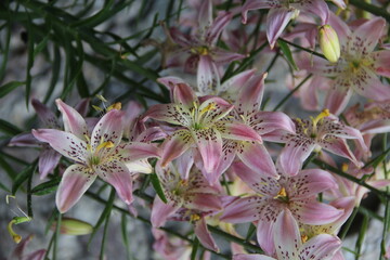 Many pink lilies blossoms in the garden in the background of green leaves in summer Kaunas, Lithuania