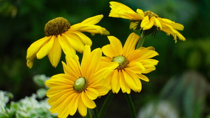 yellow flowers