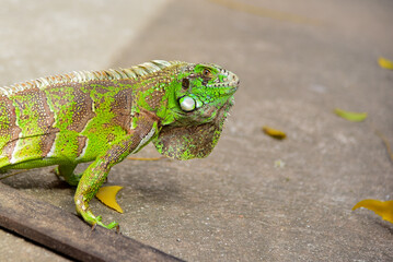 green iguana 
