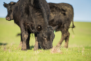 Cow with tag looking at camera