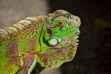 green iguana close-up on the ground
