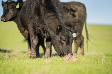 Steers and cows grazing on grass in Africa.