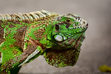 green iguana lizard