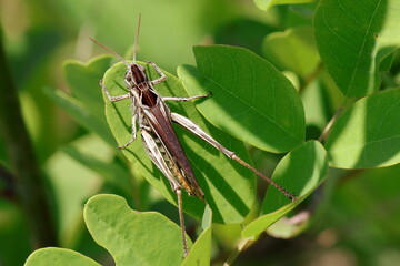 criquet duettiste sur une feuille verte  Chorthippus brunneus