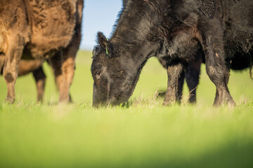 Steers and cows grazing on grass in Africa.