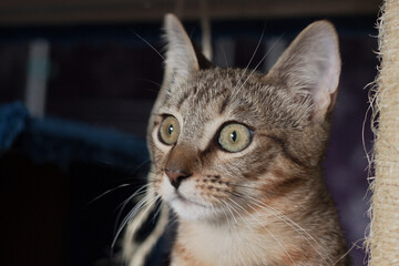 Tigerish cat watching at the side. Green eyes look.