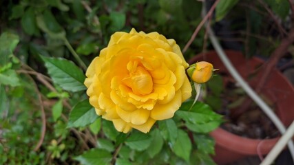 yellow rose in the garden