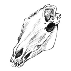 A horse's skull on a white background.