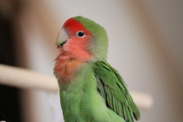 red and yellow macaw