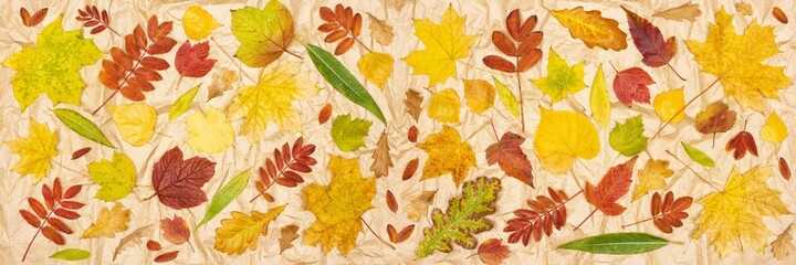 Autumn leaves on kraft paper. Top view, flat lay. Colorful tree fallen leaf pattern. Fall season banner background
