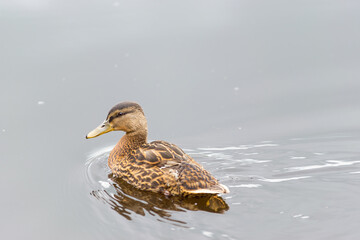 Wild duck on the water