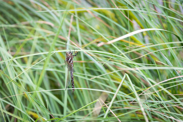 dragonfly on grass, over a mountain lake
