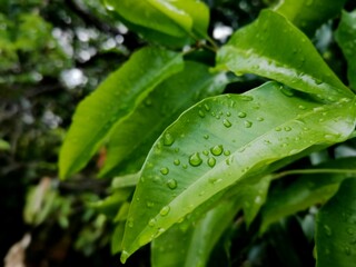 water drops on a leaf