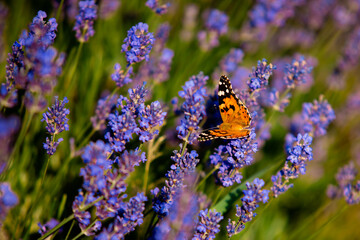 The bright orange butterfly sits on a lavender bush
