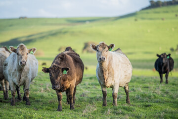 Angus Cow and Steer in Australia.
