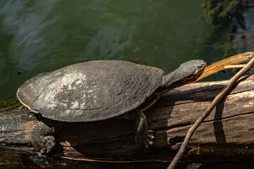 turtle on a log
