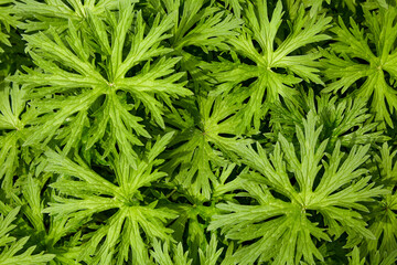 Green plant background of leaves. View from above