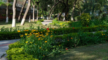 Flowers Garden covered with green grass at evening time