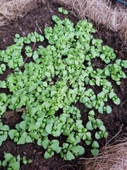 Basil growing in a basket, basil seedlings