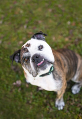 A purebred English Bulldog with an underbite sitting outdoors and looking up at the camera with a head tilt