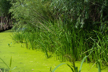 summer landscape of a pond with algae