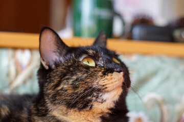 サビ柄猫の顔のアップ