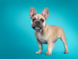 Adorable French Bulldog puppy, standing side ways. Looking towards camera. Isolated on turquoise...
