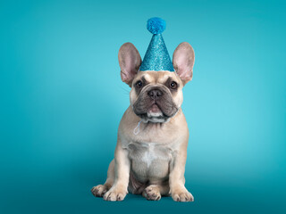 Adorable French Bulldog puppy, sitting up facing front wearing blue glitter party hat. Looking towards camera. Isolated on turquoise background. - obrazy, fototapety, plakaty