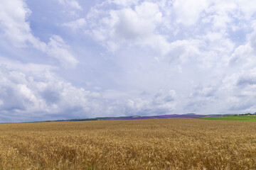 Grain field at the day light with blue sky