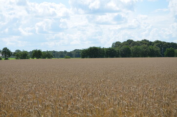 Roggevelden rond Winterswijk, Achterhoek, Gelderland, Nederland. Erfgoed, mounument