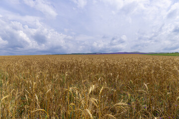 Grain field at the day light with blue sky