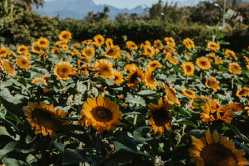 Field of sunflowers.