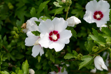 white hibiscus flowers in a flower bed