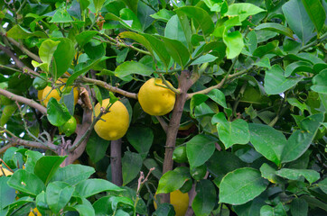 Ripe yellow lemons on a branch close-up.