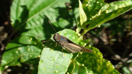 inseto mariposa - tetanolita sp.