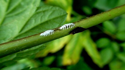 vida - movimento energia transformação existência © oscaryoshinori