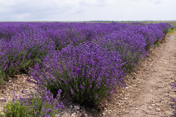 Fototapeta premium Blooming lavender in the summer. lavender blooming scented flowers.