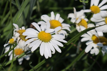 Chamomile flower on a green field.