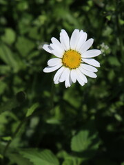 Obraz premium Chamomile flower on a green field.