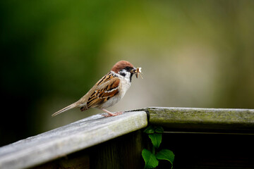 Eurasian tree sparrow sitting on a bench with seeds in its beak